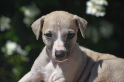 Les chiots de Whippet