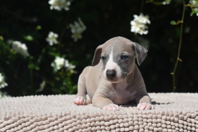 Les chiots de Whippet
