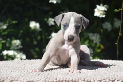 Les chiots de Whippet