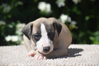 Les chiots de Whippet