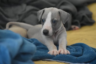 Les chiots de Whippet