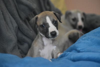 Les chiots de Whippet