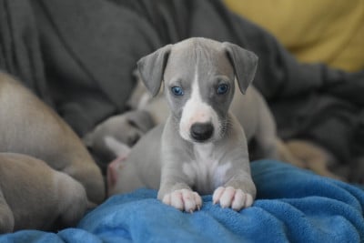 Les chiots de Whippet