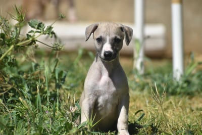 Les chiots de Whippet