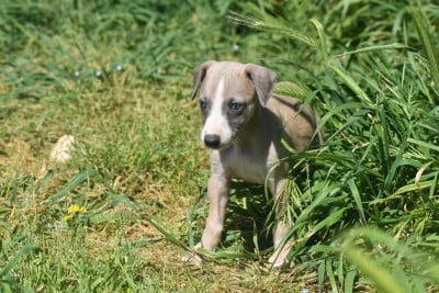 Les chiots de Whippet