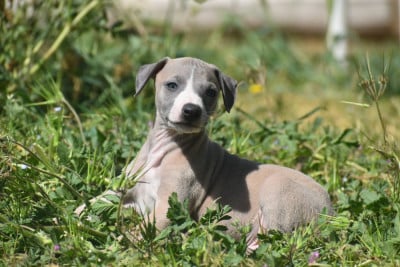 Les chiots de Whippet