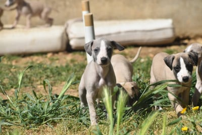 Les chiots de Whippet