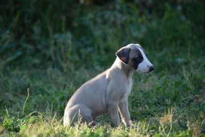 Les chiots de Whippet