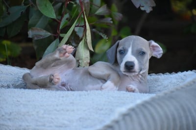 Les chiots de Whippet