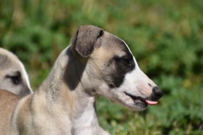 Les chiots de Whippet