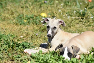 Les chiots de Whippet
