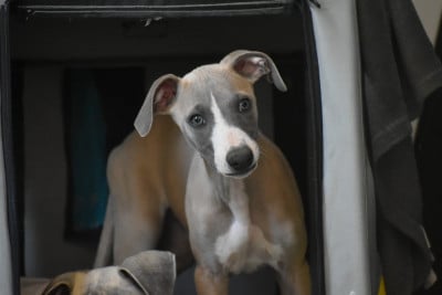 Les chiots de Whippet