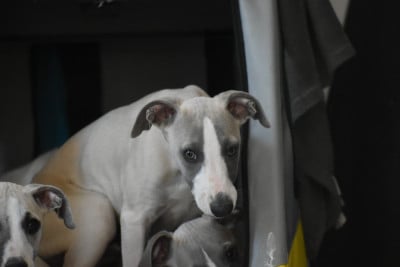 Les chiots de Whippet