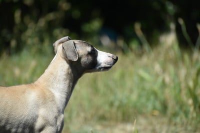 Les chiots de Whippet