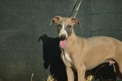 Les chiots de Whippet