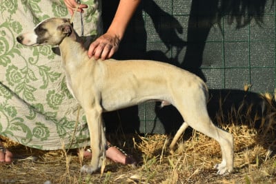 Les chiots de Whippet