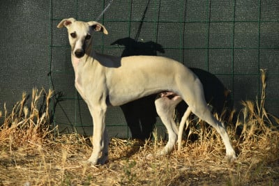 Les chiots de Whippet