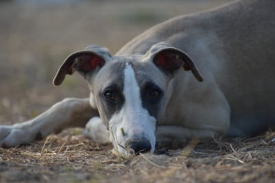 Les chiots de Whippet
