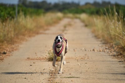 Les chiots de Whippet
