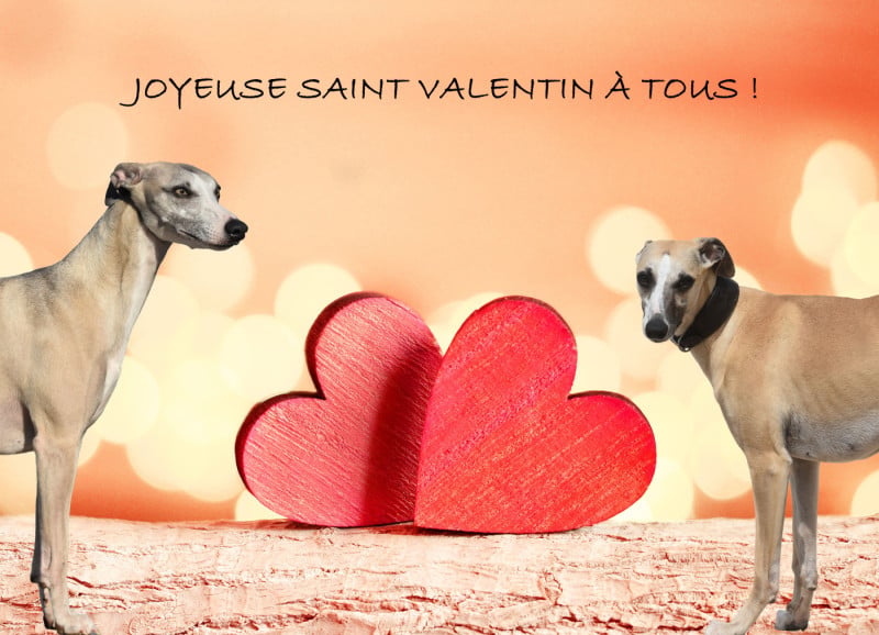 Whippet - Des Milles Folies