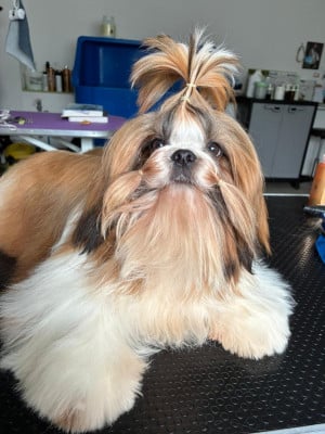 Les chiots de Shih Tzu