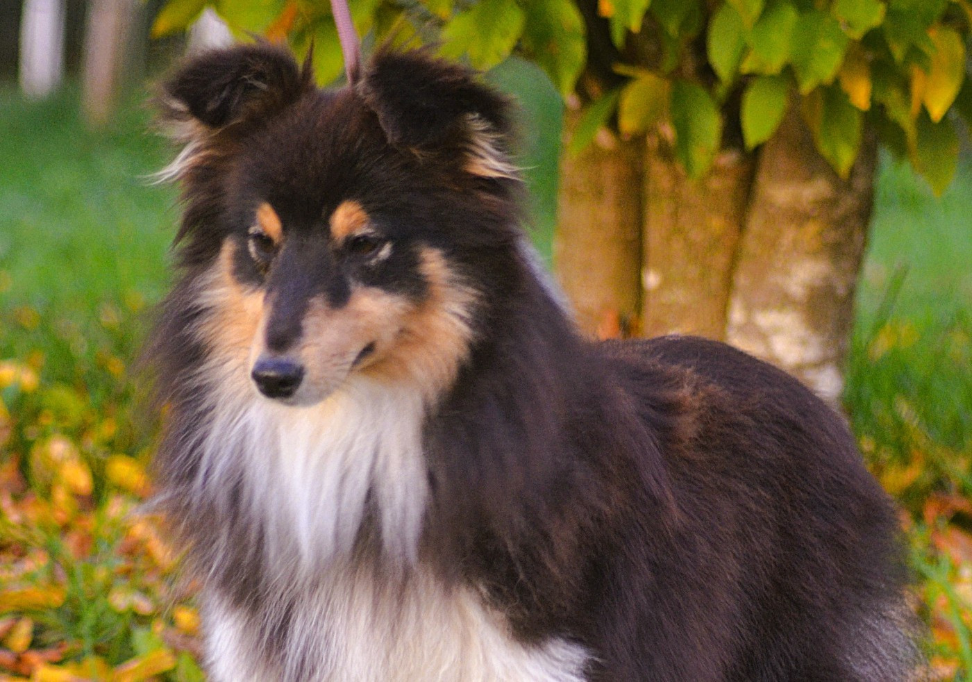 Publication : De La Colline d'Ans Auteur : Carole Arnaud