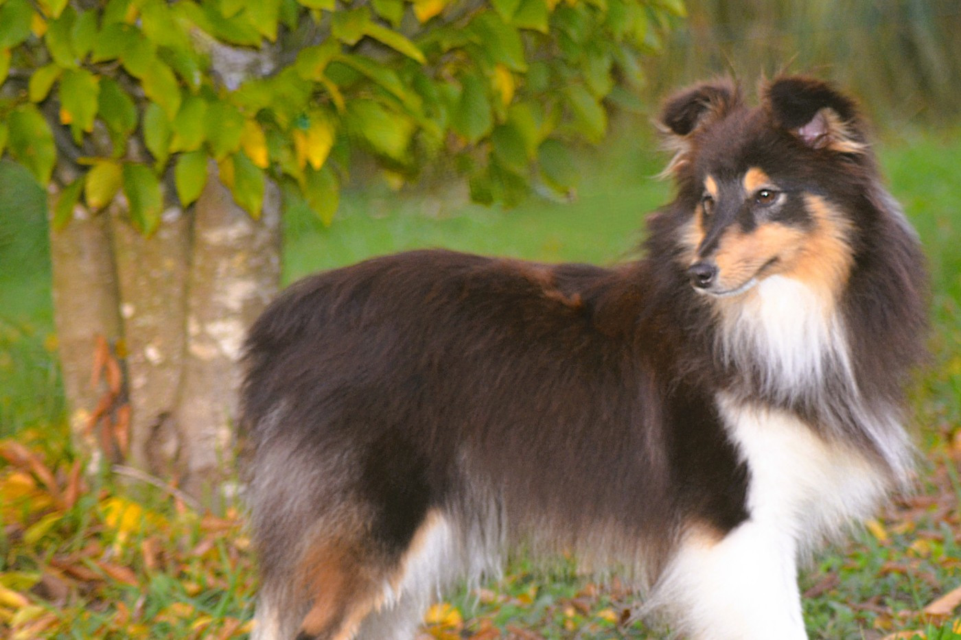 Publication : De La Colline d'Ans Auteur : Carole Arnaud