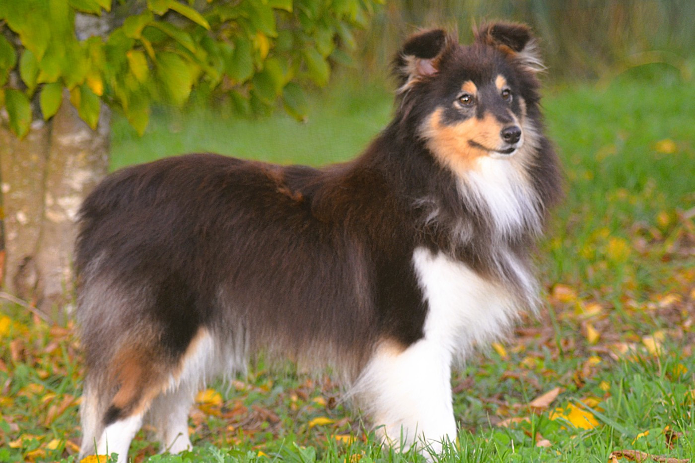 Publication : De La Colline d'Ans Auteur : Carole Arnaud