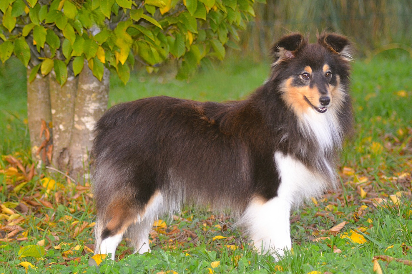 Publication : De La Colline d'Ans Auteur : Carole Arnaud