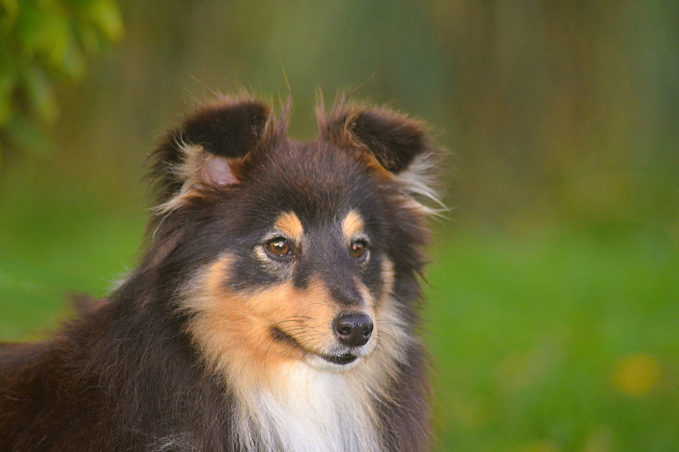 Publication : De La Colline d'Ans Auteur : Carole Arnaud