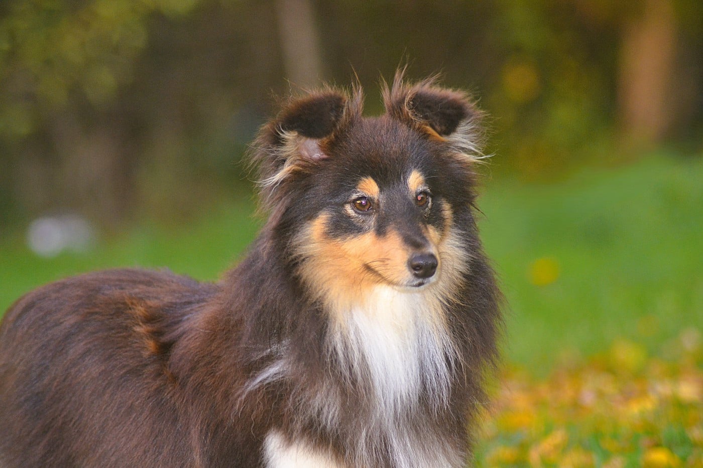 Publication : De La Colline d'Ans Auteur : Carole Arnaud