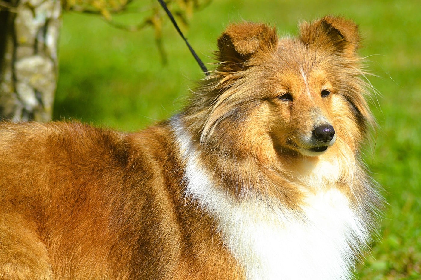 Truffy De La Colline d'Ans