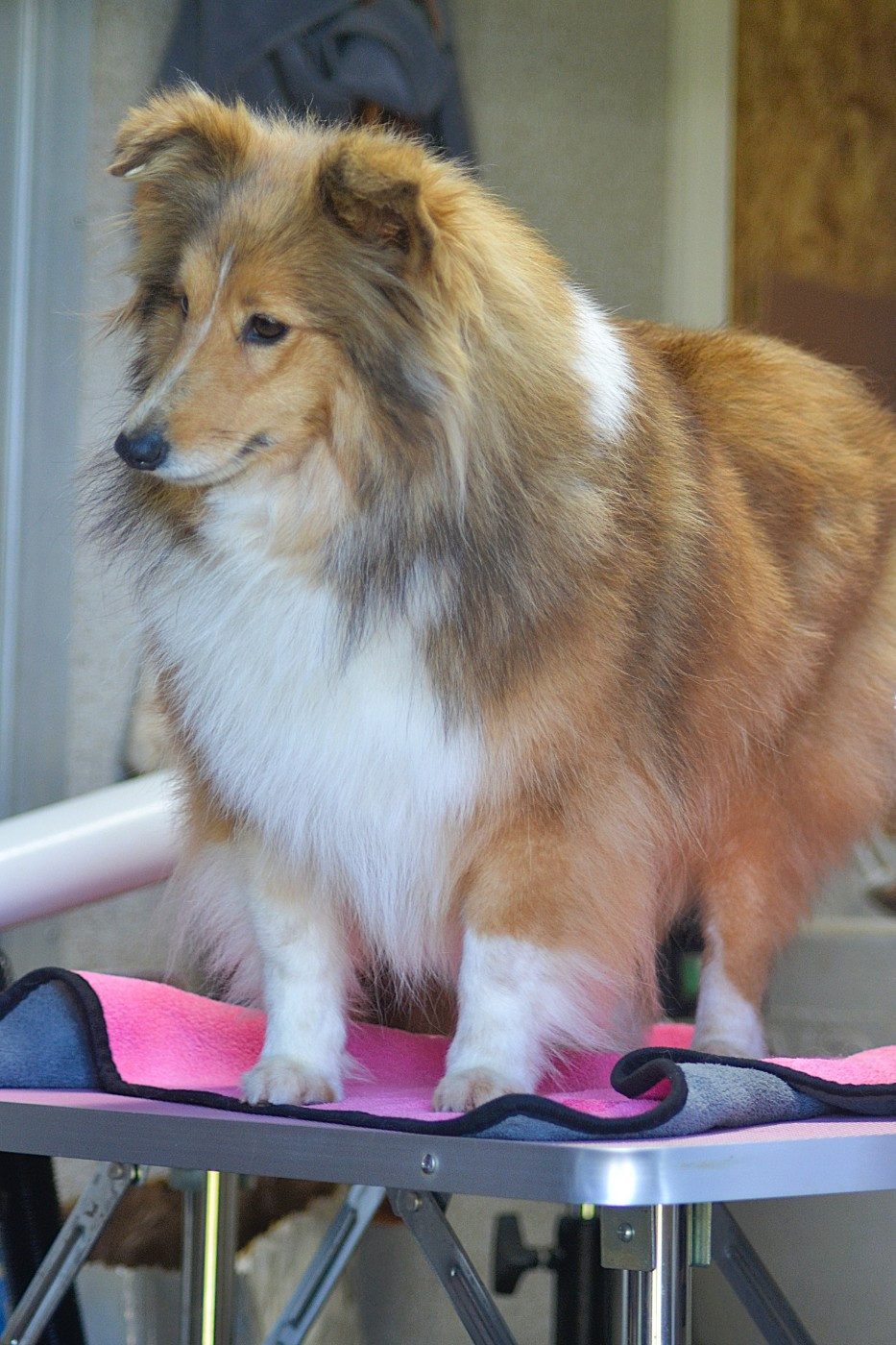 Truffy De La Colline d'Ans