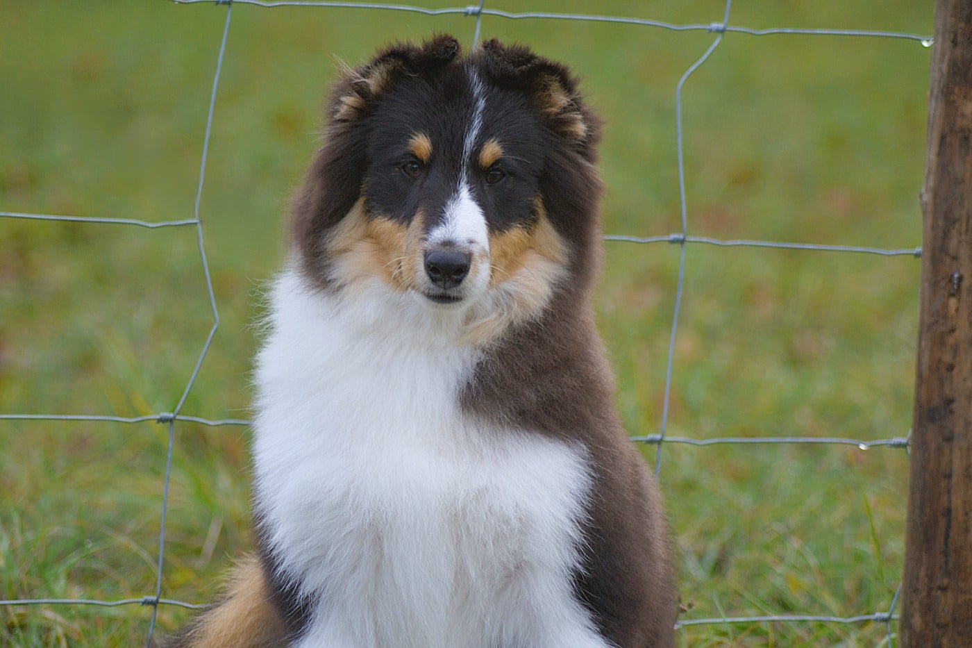 Amaro de la colline d'ans