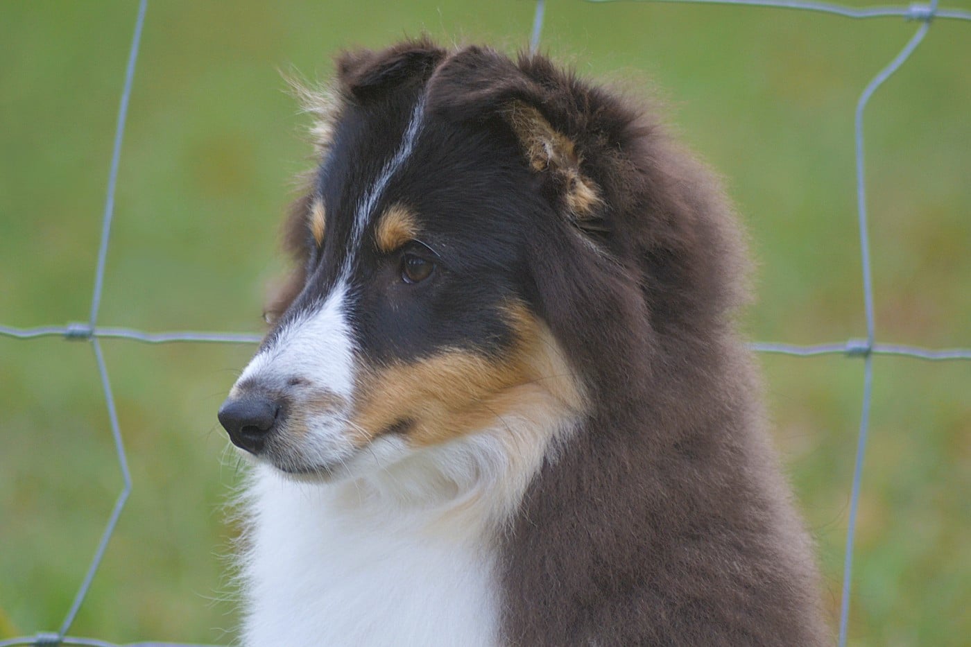 Amaro de la colline d'ans
