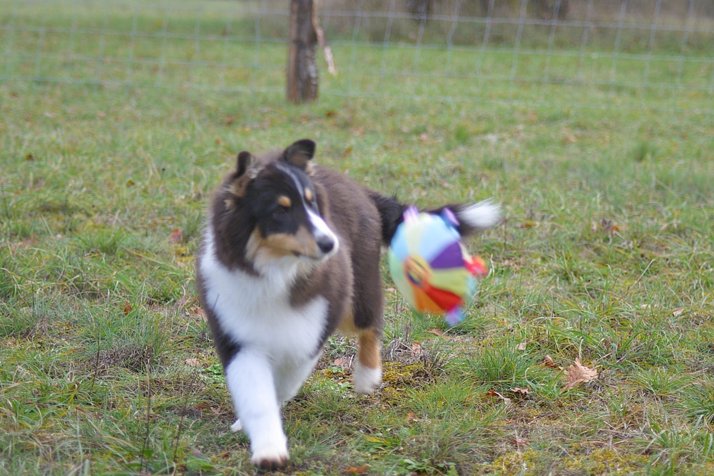 Amaro de la colline d'ans