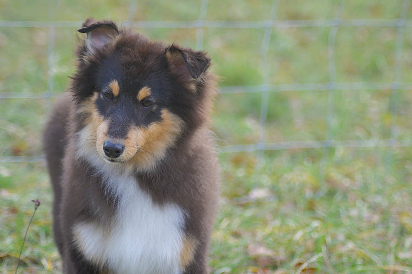 Alvin de la colline d'ans