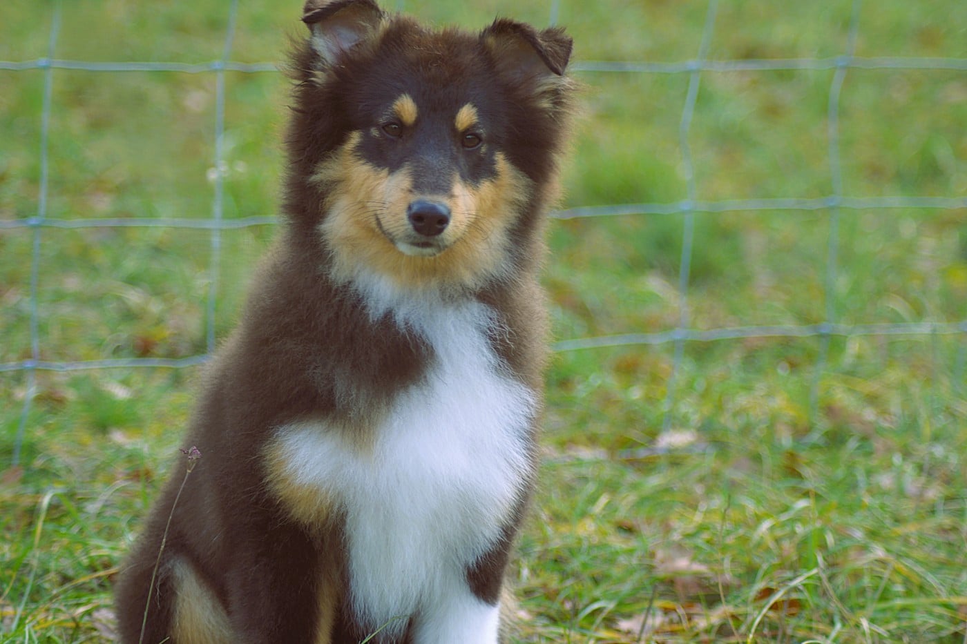 Alvin de la colline d'ans