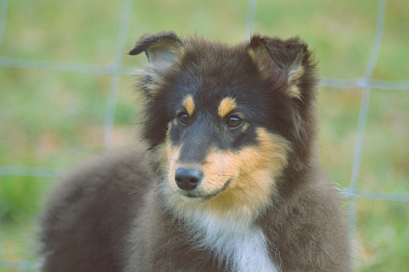 Alvin de la colline d'ans