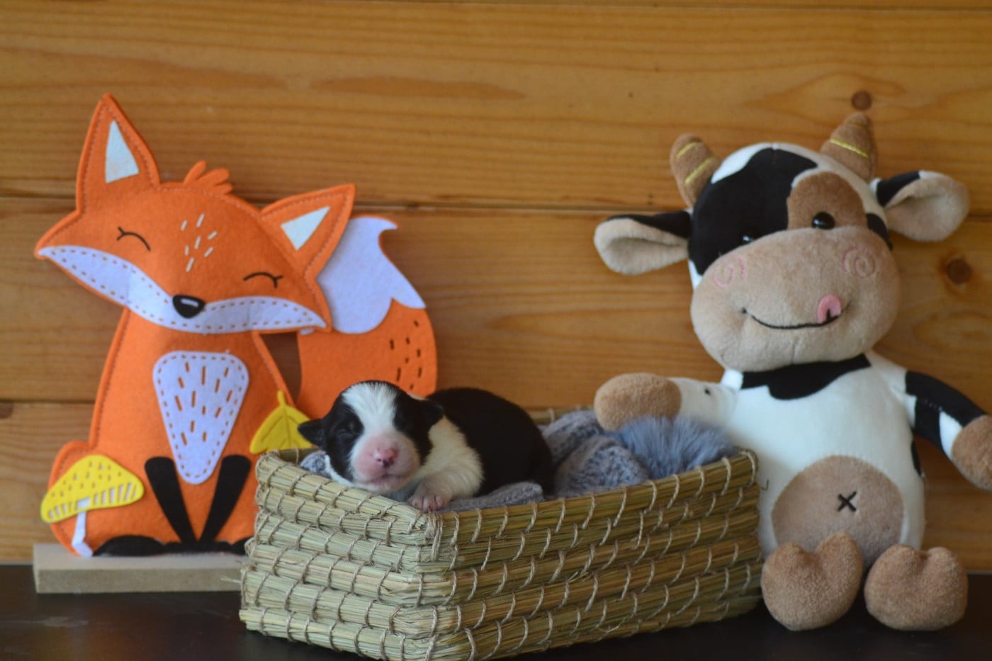 B..... de la colline d ans - Border Collie