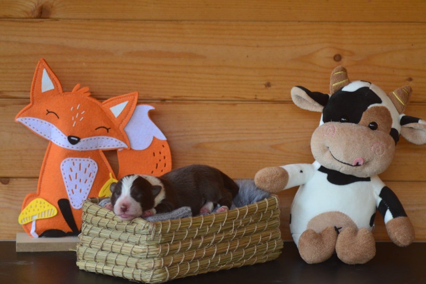 B..... de la colline d ans - Border Collie