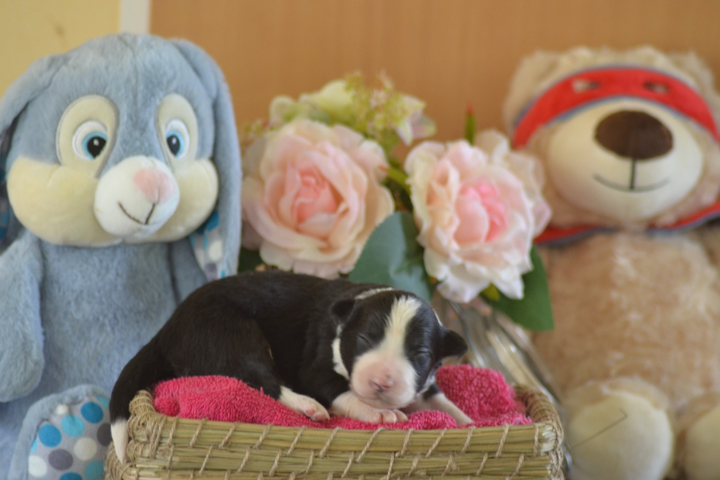 Noire et blanche - Border Collie