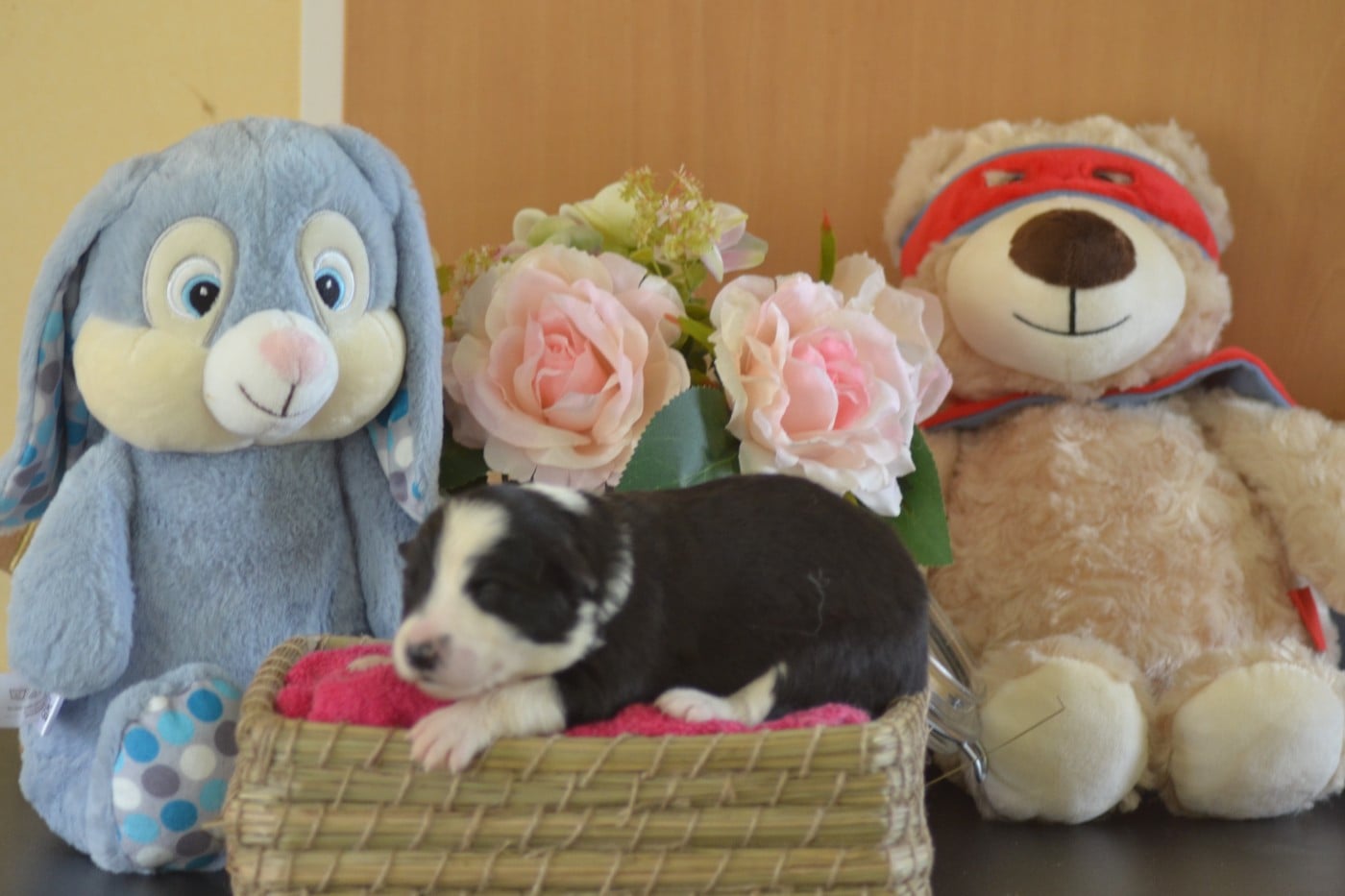 Noire et blanche - Border Collie