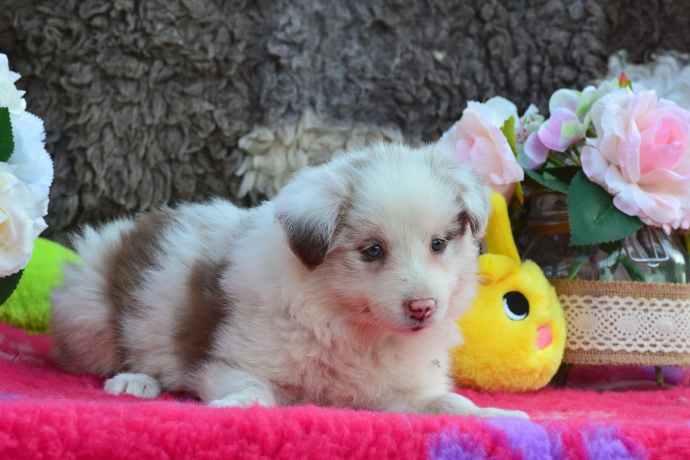 Rouge merle
