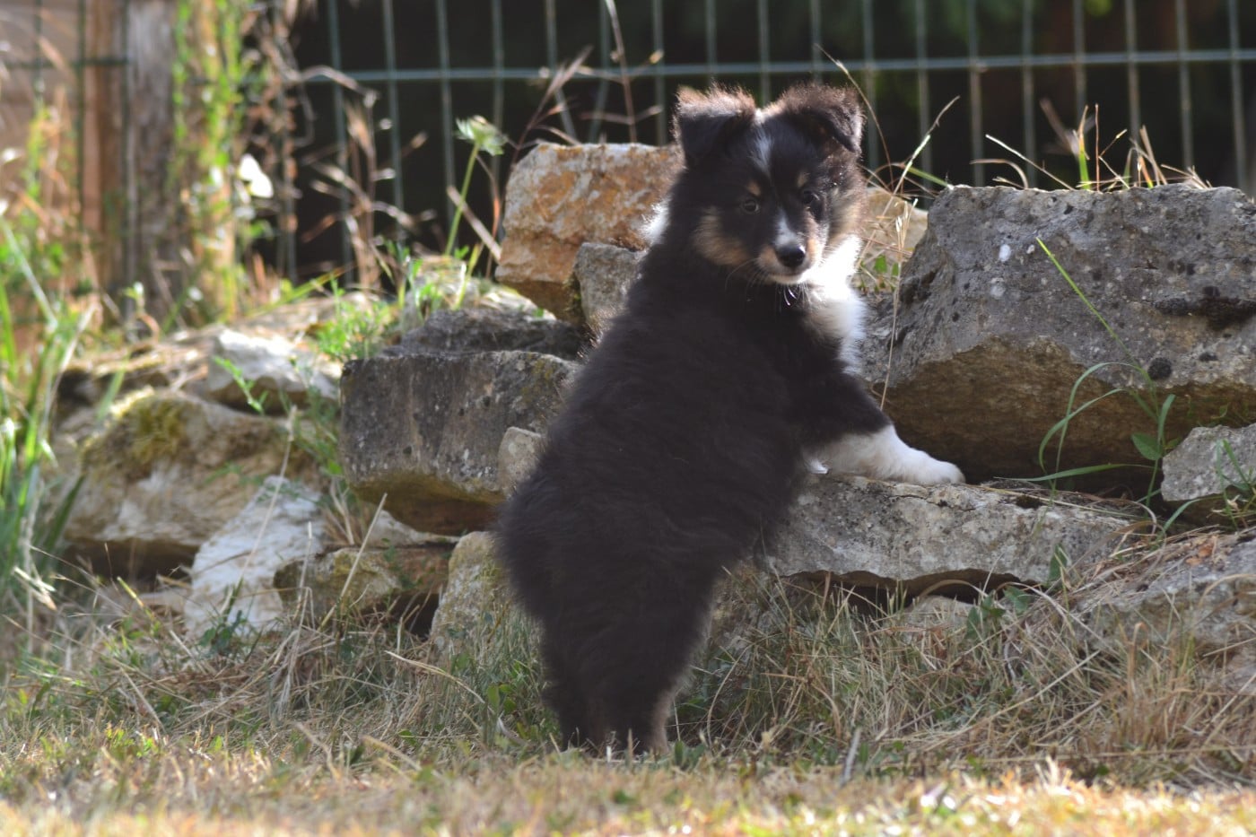 Black de la colline d'ans