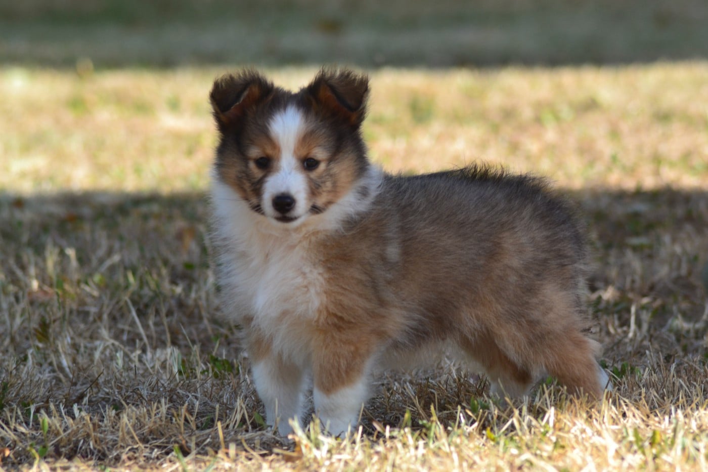 Balou de la colline d'ans