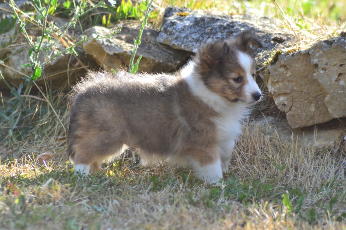 Balou de la colline d'ans