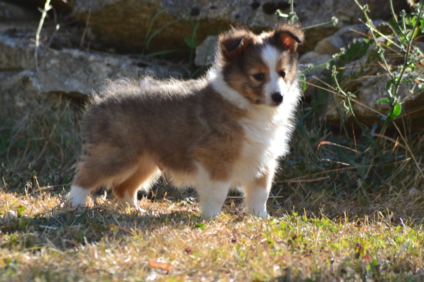 Balou de la colline d'ans