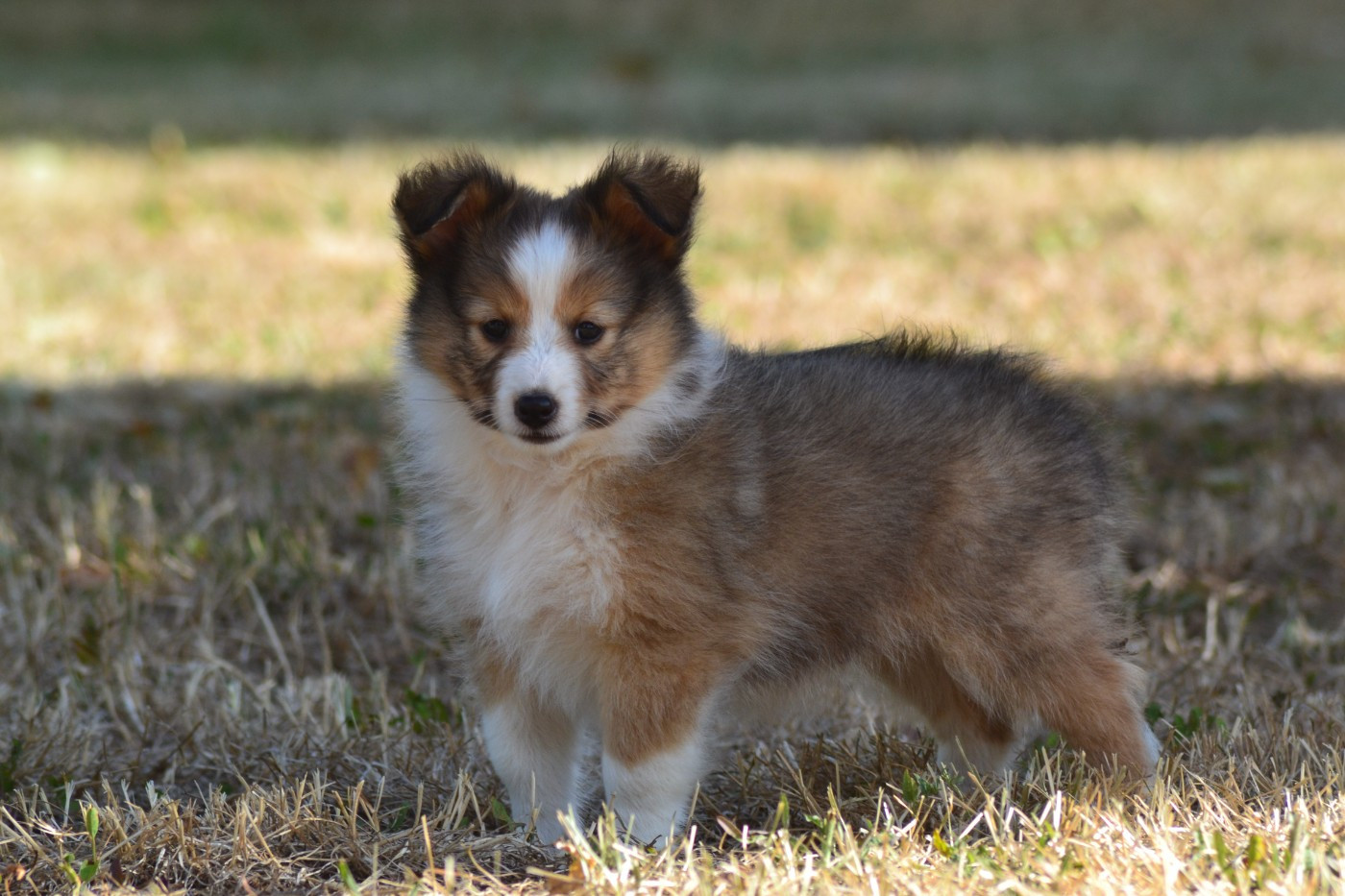 Balou de la colline d'ans