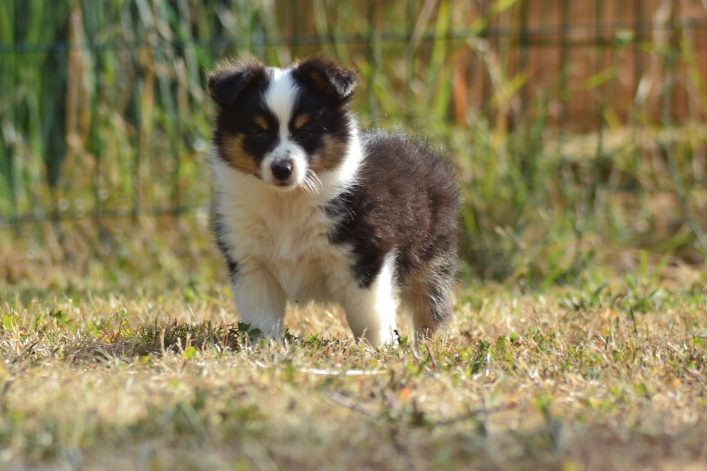 Bucky de la colline d'ans